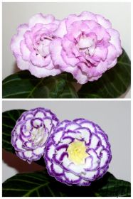 ЕН-Седовласый Ангел/ЕН-Сила Океана