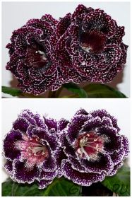 ЕН-Черри Берри/ЕН-Дивная Краса