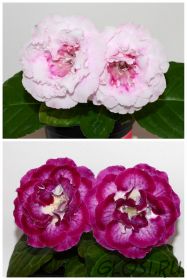 ЕН-Французский Зефир/ЕН-Королевский Флер