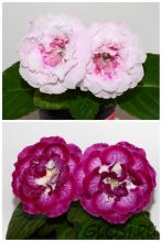 ЕН-Французский Зефир/ЕН-Королевский Флер