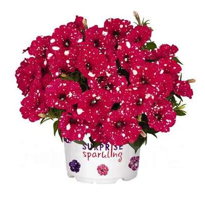 Петуния Сурпрайз Спарклинг Ред (Surprise Sparkling Red)