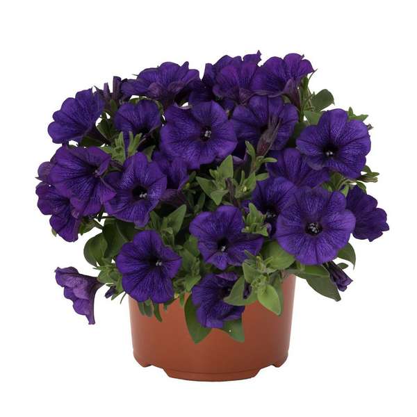 Петния Потуния Пиккола Кобальт Блю (Potunia Piccola Cobalt Blue)
