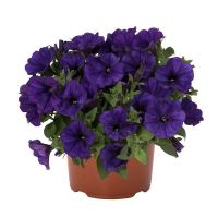Петния Потуния Пиккола Кобальт Блю (Potunia Piccola Cobalt Blue)