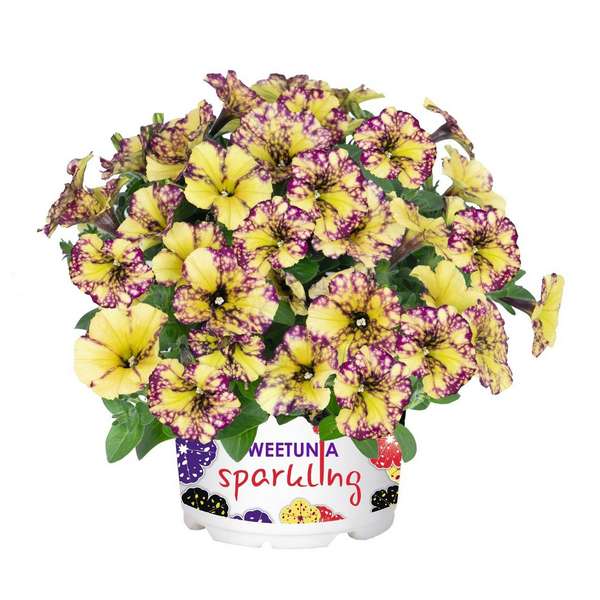 Петуния Сурпрайз Спарклинг Бии (Surprise Sparkling Bee)