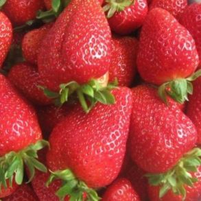 Клубника Мурано НСД