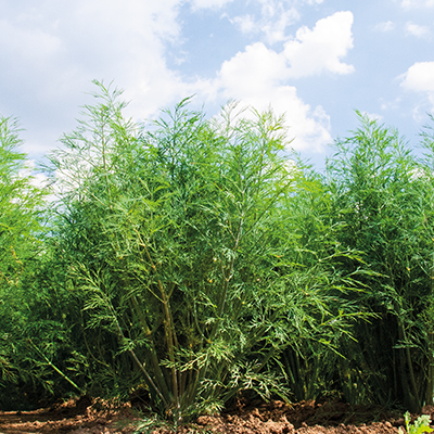 Укроп ГРИН СТАР, 100г семян