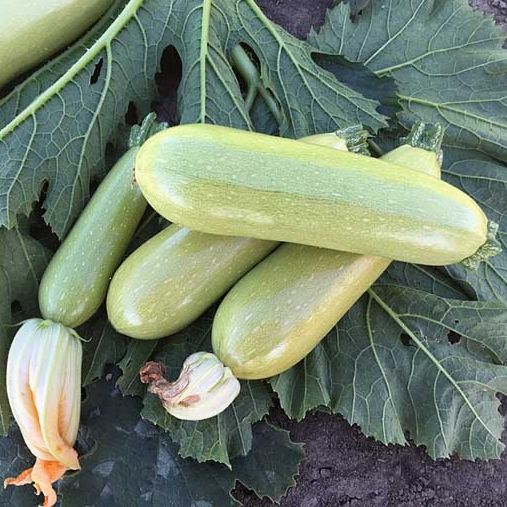 Кабачок Паскаль F1, 50шт семян