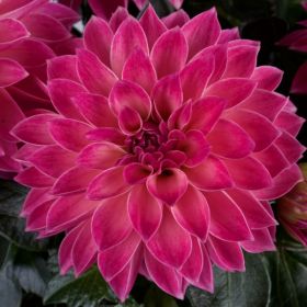 Георгин  Dalaya midi ibiza (Я)