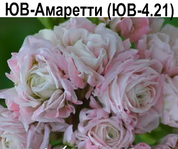Пеларгония розебудная ЮВ Амаретти (ЮВ 4.21)