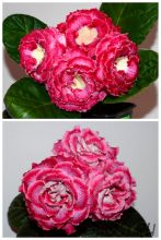 ЕН-Краш/ЕН-Азария