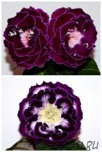 ЕН-Аметрин/ЕН-Варвара Краса Люкс