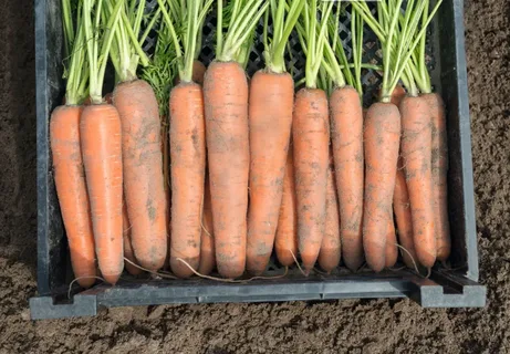 Морковь «Ранняя ТСХА» (1992 г.)