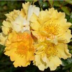 Колома (Coloma)