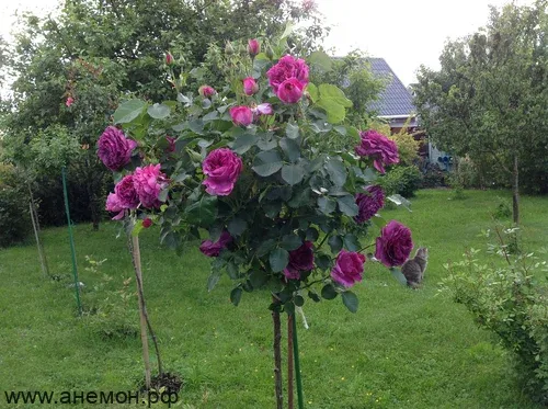 Роза "Минерва" на штамбе