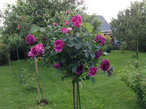 Роза "Минерва" на штамбе