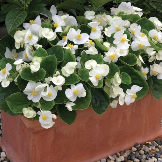 Бегония вечноцветущая (Begonia semperflorens) Bada Bing White, 250 драже
