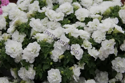 Петуния Surfinia Double White