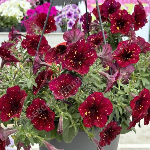 петуния бургунди скай альпетуния с февраля