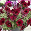 петуния бургунди скай альпетуния с февраля