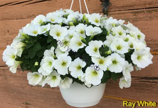 петуния  Ray white с февраля