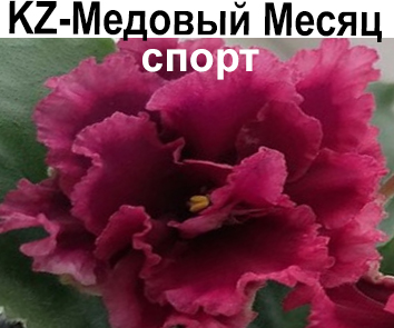 KZ-Медовый Месяц 2 (Заикина) красный спорт