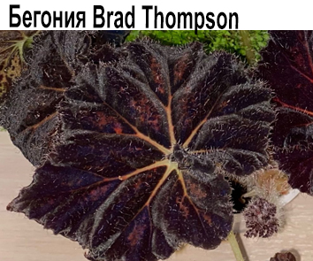 Бегония Bred Thomson
