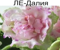ЛЕ-Далия