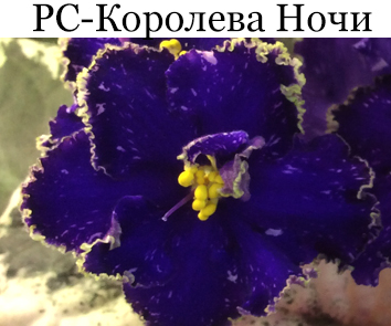 РС-Королева Ночи (Репкина)