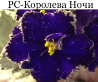 РС-Королева Ночи