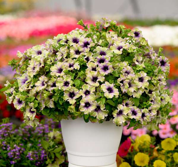 Петуния Амазонас Плум Коккату (Amazonas Plum Cockatoo)