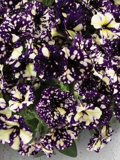 Петуния Сплэш Данс Виолет Вогуе (Splash Dance Violet Vogue)