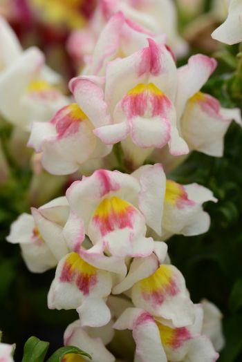 Львиный зев (Antirhinum majus) Snapshot Appleblossom, 100 семян