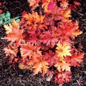 Гейхера Zipper (Зиппер) (P9) (ПОСПЕЛЛА)