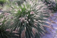 Пеннисетум "Леди Ю"