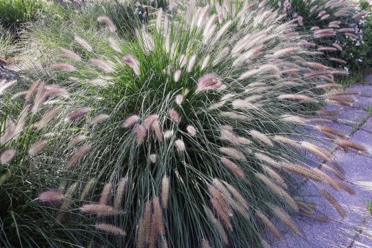 Пеннисетум "Леди Ю"