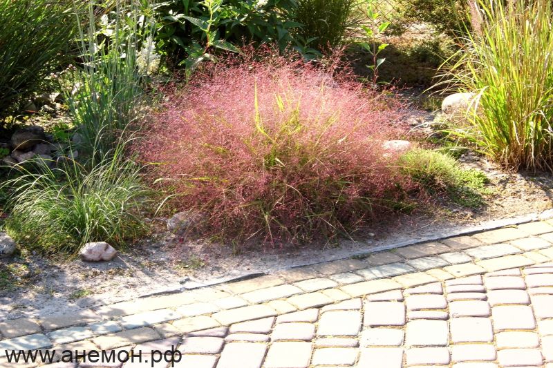 Эрагростис