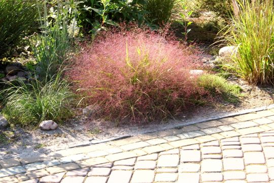 Эрагростис