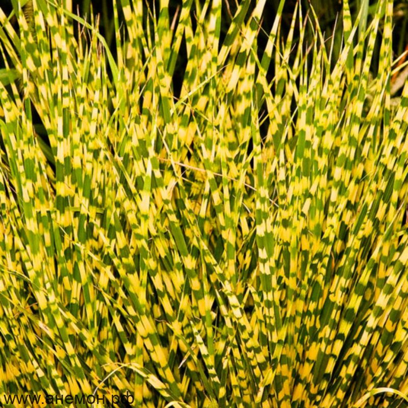 Мискантус "Голд Бар"