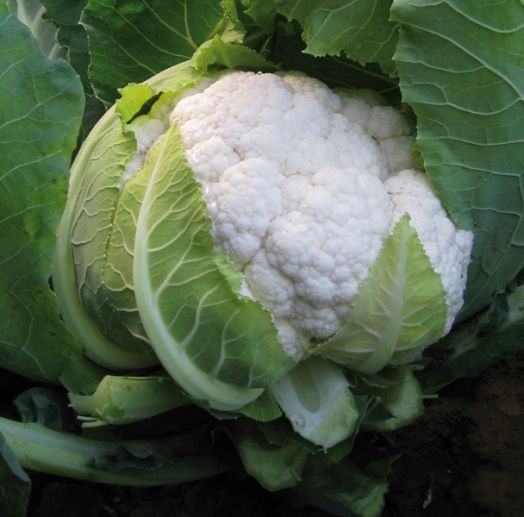 Капуста цветная Саборд F1, 100шт семян