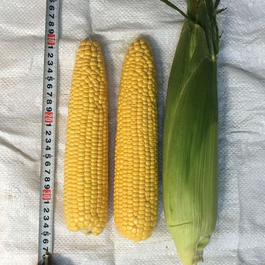 Кукуруза сахарная Мессенджер F1, 50шт семян