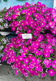 Петуния Cascadias Rose