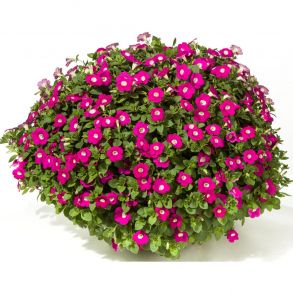 Петуния Blanket Rose