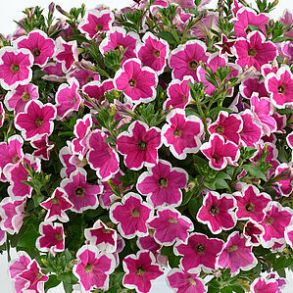 Петуния Сapella Rim Fuchsia
