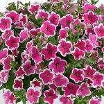 Петуния Сapella Rim Fuchsia