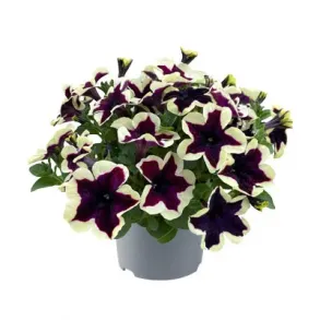 Петуния French Kiss