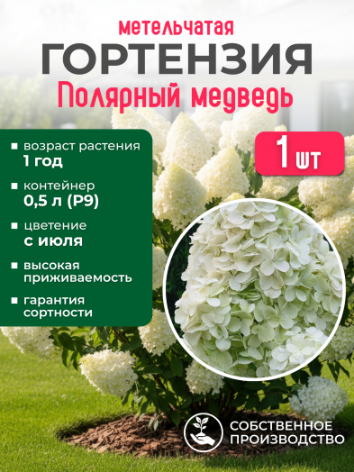 Гортензия метельчатая Полярный медведь, Р9