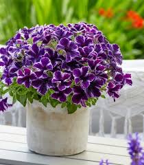 Петуния Cosmic Violet