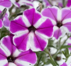 Петуния CASCADIAS Fuchsia gem