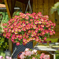 Петуния Amore gueen of hearts