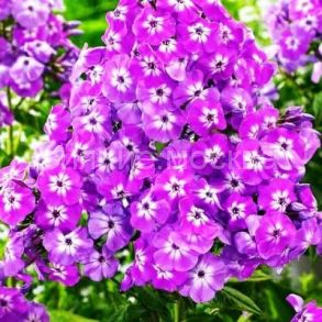 Флокс Goliath (Голиаф) (P9) (ПОСПЕЛЛА) 1 шт